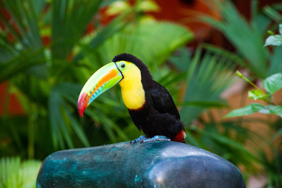 Mateo the toucan at Sofitel Santa Clara, Cartagena, 2012 — Among the Palms