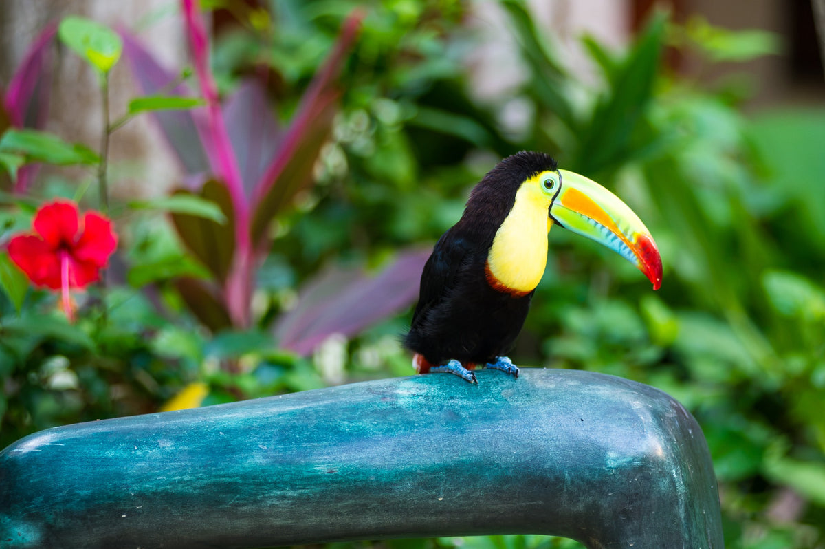 Mateo the toucan at Sofitel Santa Clara, Cartagena, 2012 — Cartagena Companion