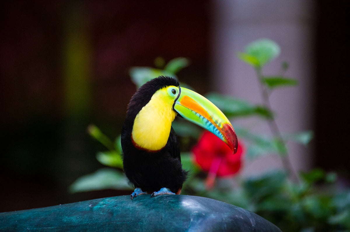 Mateo the toucan at Sofitel Santa Clara, Cartagena, 2012 — The Quiet Host