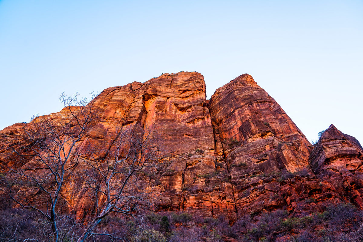 Warm red rock towers rise above delicate bare branches.