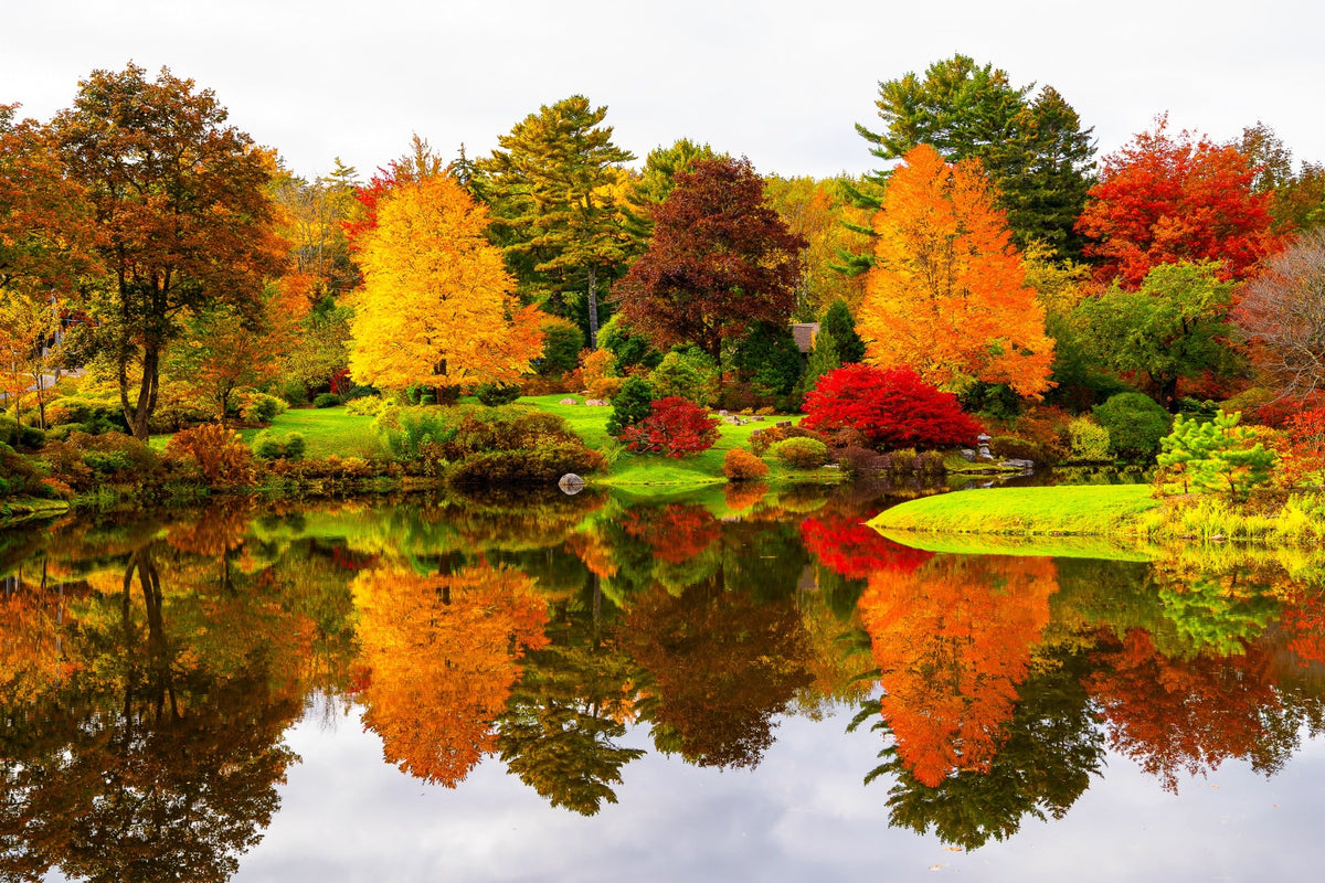 Autumn trees and scarlet shrubs reflected in a still pond.