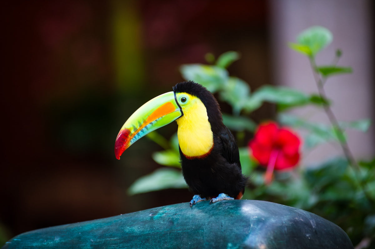Mateo the toucan at Sofitel Santa Clara, Cartagena, 2012 — A Glance Back