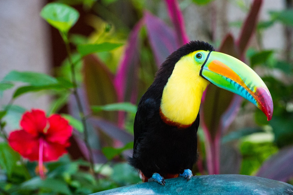 Mateo the toucan at Sofitel Santa Clara, Cartagena, 2012 — A Portrait of Mateo