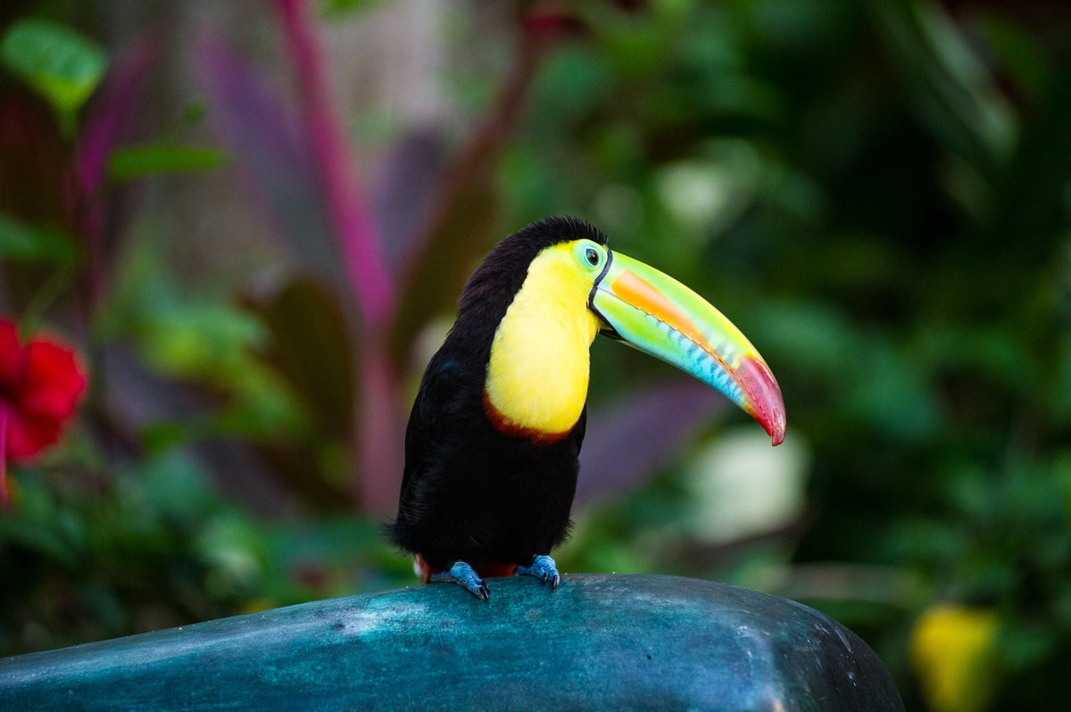 Mateo the toucan at Sofitel Santa Clara, Cartagena, 2012 — An Attentive Eye