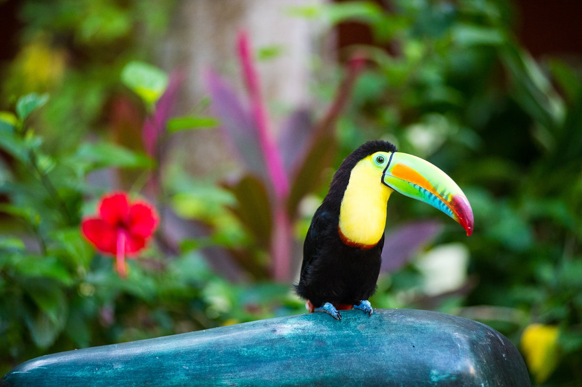 Mateo the toucan at Sofitel Santa Clara, Cartagena, 2012 — Hibiscus and Gold