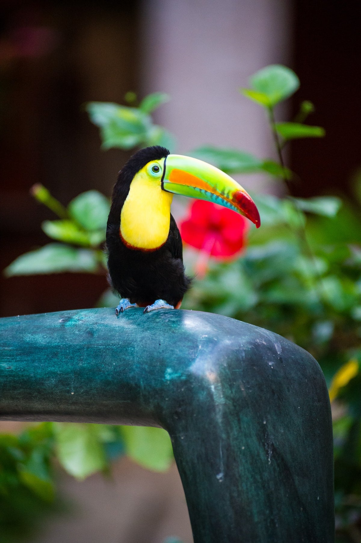 Mateo the toucan at Sofitel Santa Clara, Cartagena, 2012 — Lord of the Courtyard