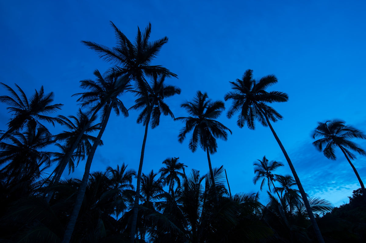 Silhouetted palms spread across a deep blue sky.