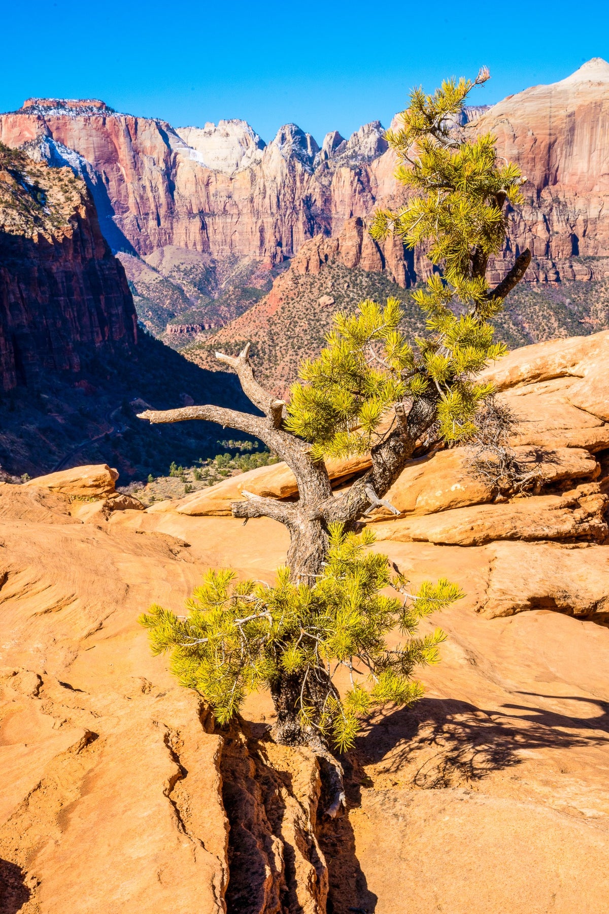 A weathered evergreen growing from a sandstone crack above the canyon.